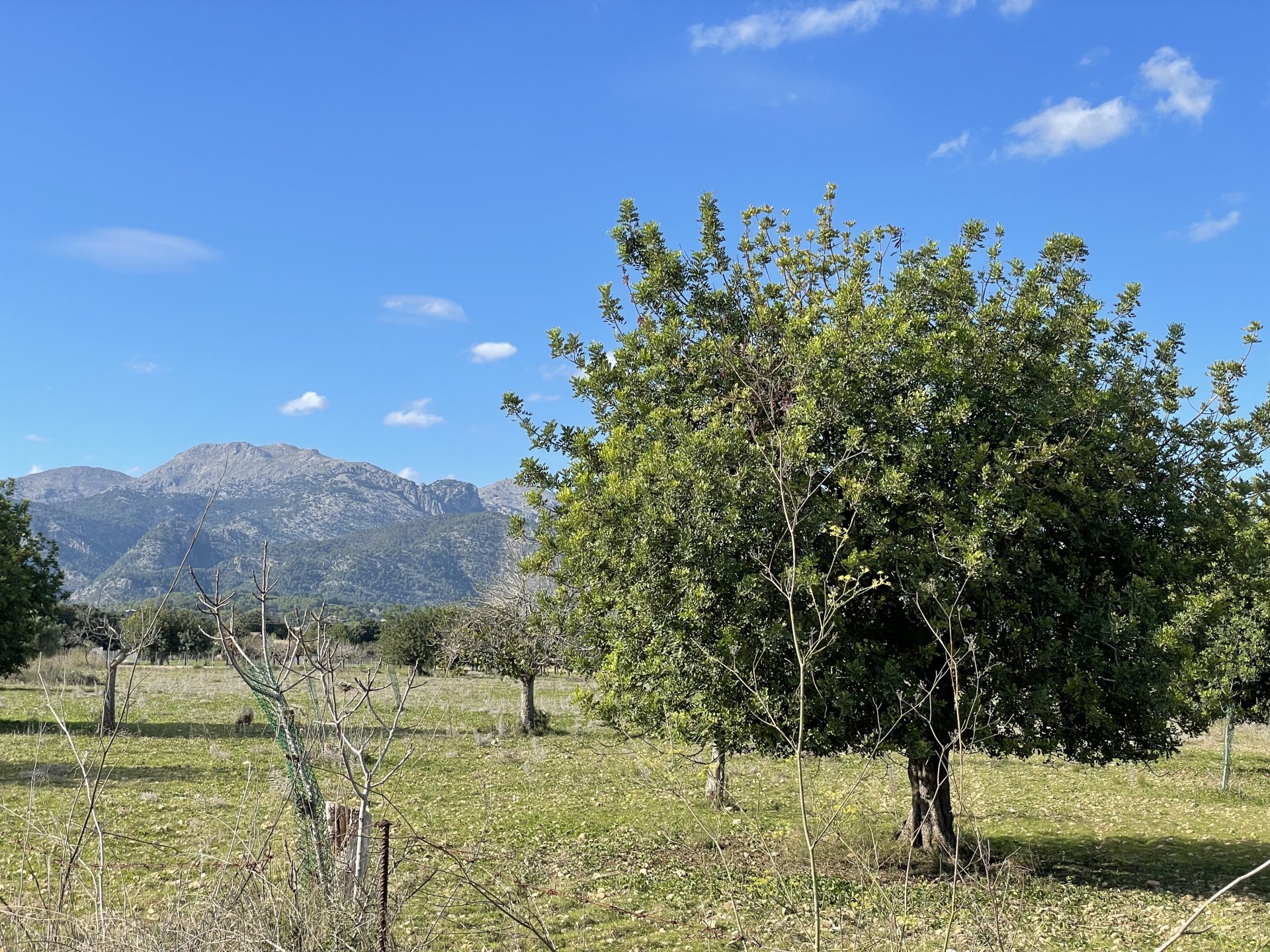 Land in Moscari, Mallorca, Spanien 4 Schlafzimmer, 17200 m2 Nr. 147486