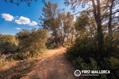 Land plot in Algaida, Mallorca, Spain 25600 sq.m. No. 167952