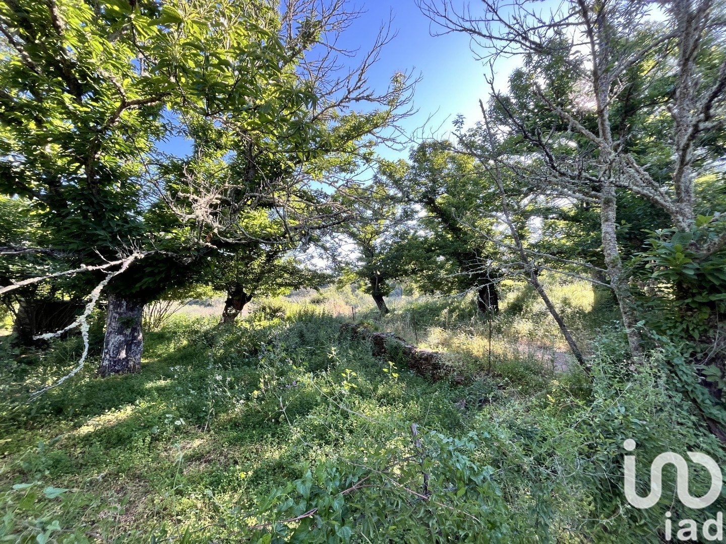 Działka w Fuenteheridos, Huelva, Hiszpania 7974 mkw. nr 186111