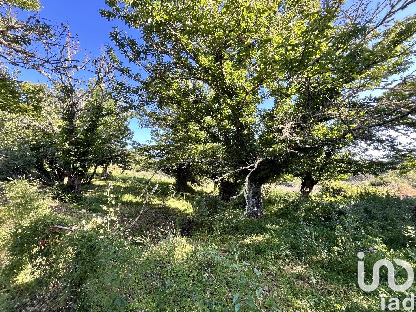Działka w Fuenteheridos, Huelva, Hiszpania 7974 mkw. nr 186111