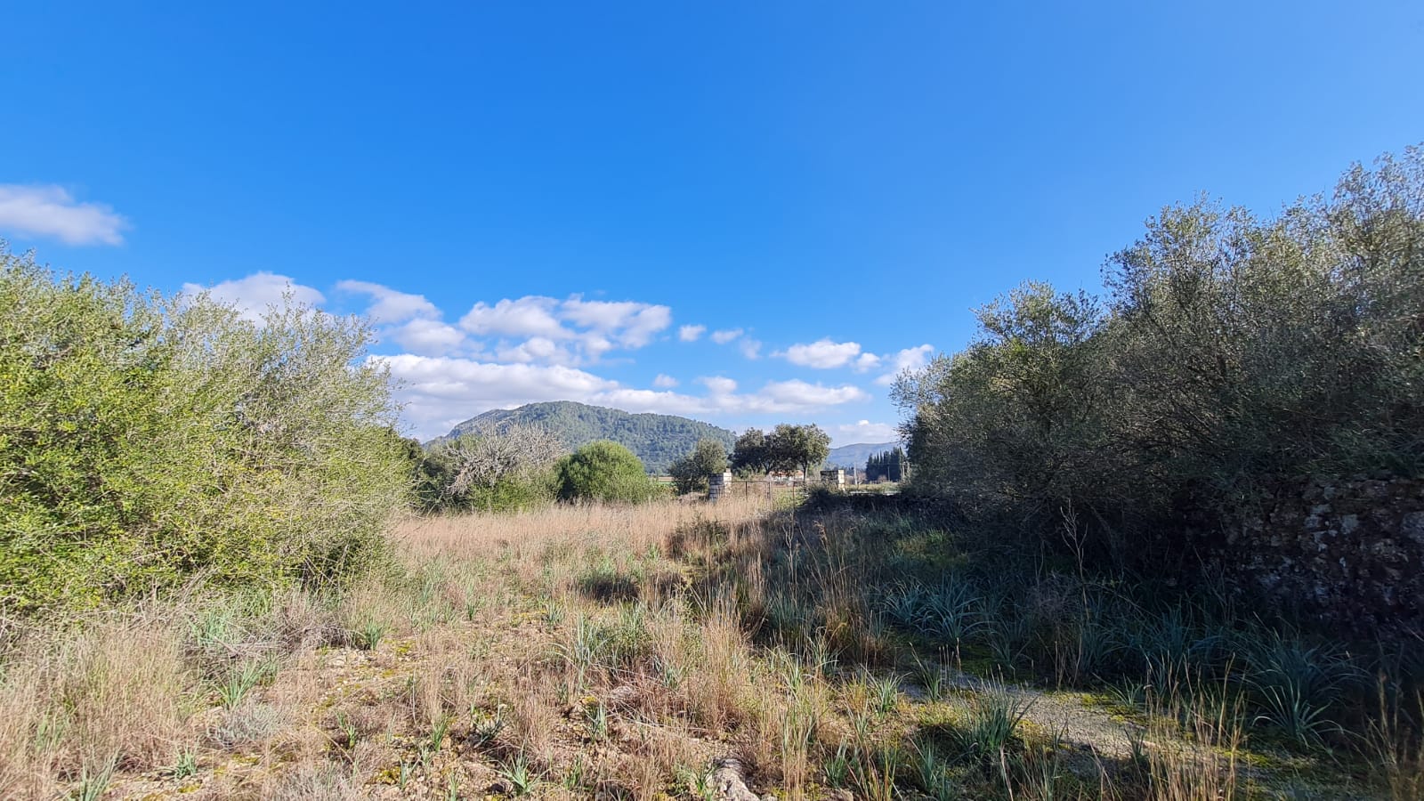 Terreno a Sa Pobla, Mallorca, Spagna 105000 mq. N° 74064