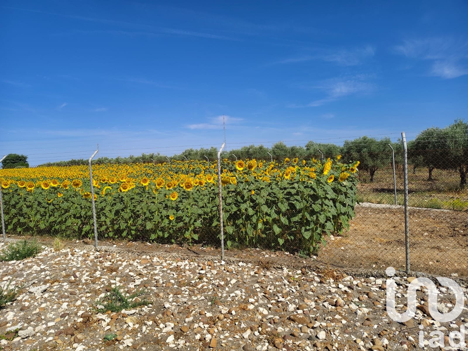 Liikekiinteistö Ecija, Seville, Espanja No. 153365