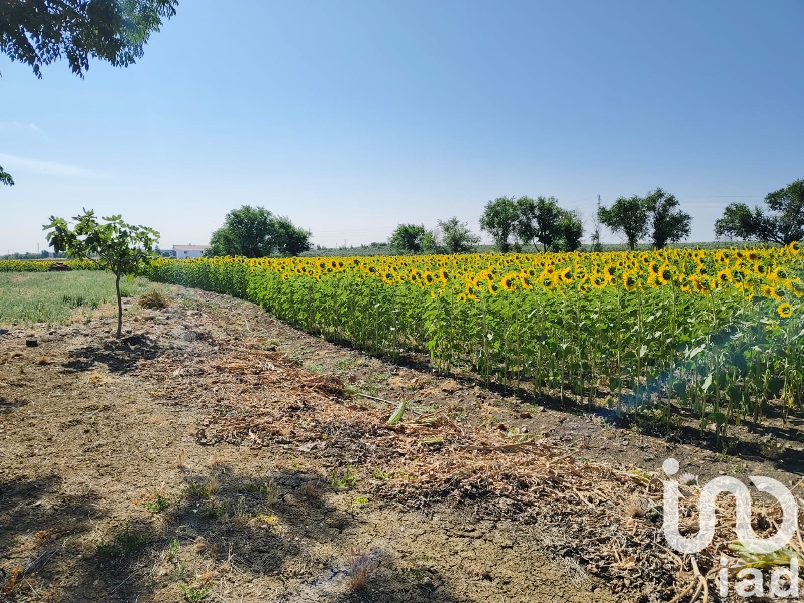 Liikekiinteistö Ecija, Seville, Espanja No. 153365