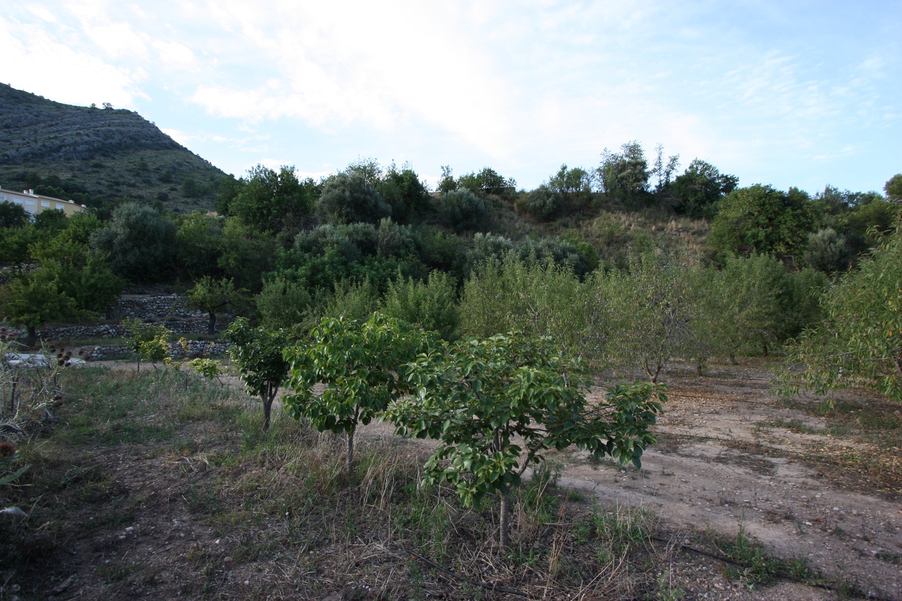 Finca Murla, Alicante, Espanja 328 m2 No. 80485