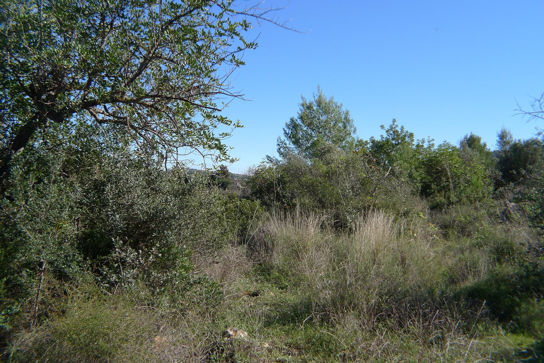Zemes gabals Jalon, Alicante, Spānijā Nr. 183954