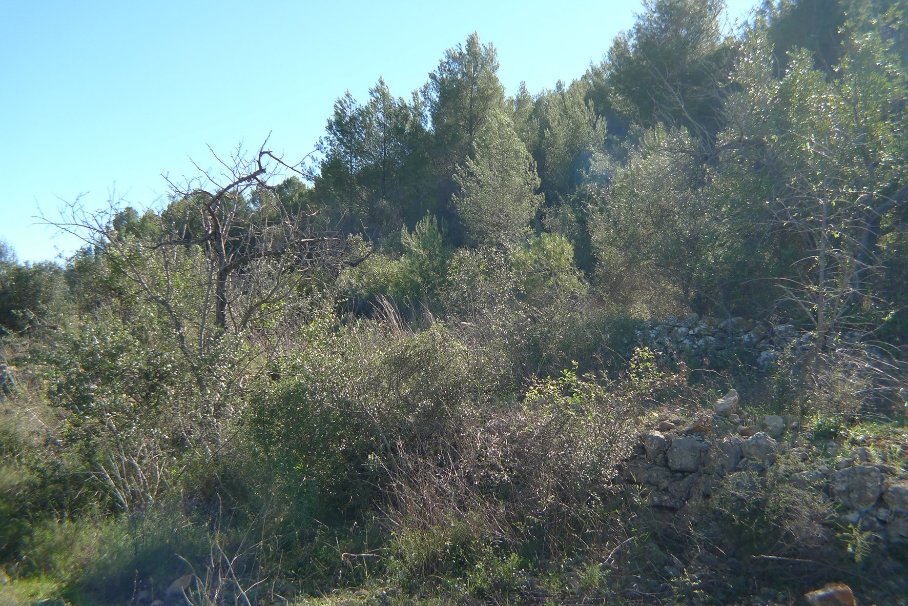 Zemes gabals Jalon, Alicante, Spānijā Nr. 183954