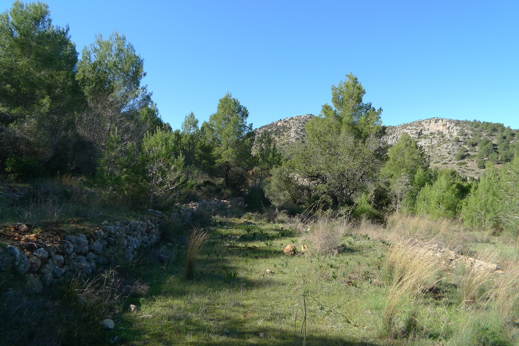 Zemes gabals Jalon, Alicante, Spānijā Nr. 183954