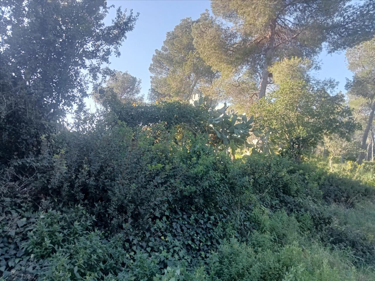 Land plot in Olivella, Barcelona, Spain No. 191255