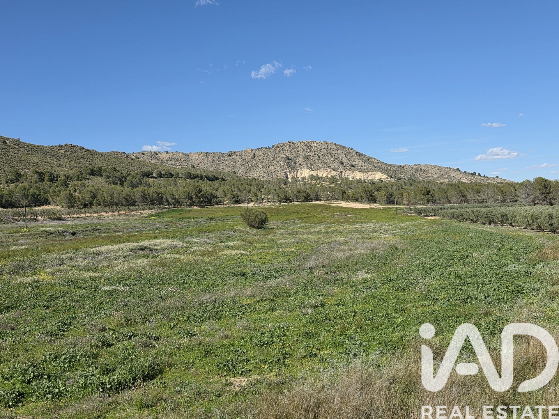 Land plot in Calasparra, Murcia, Spain 38000 sq.m. No. 188430