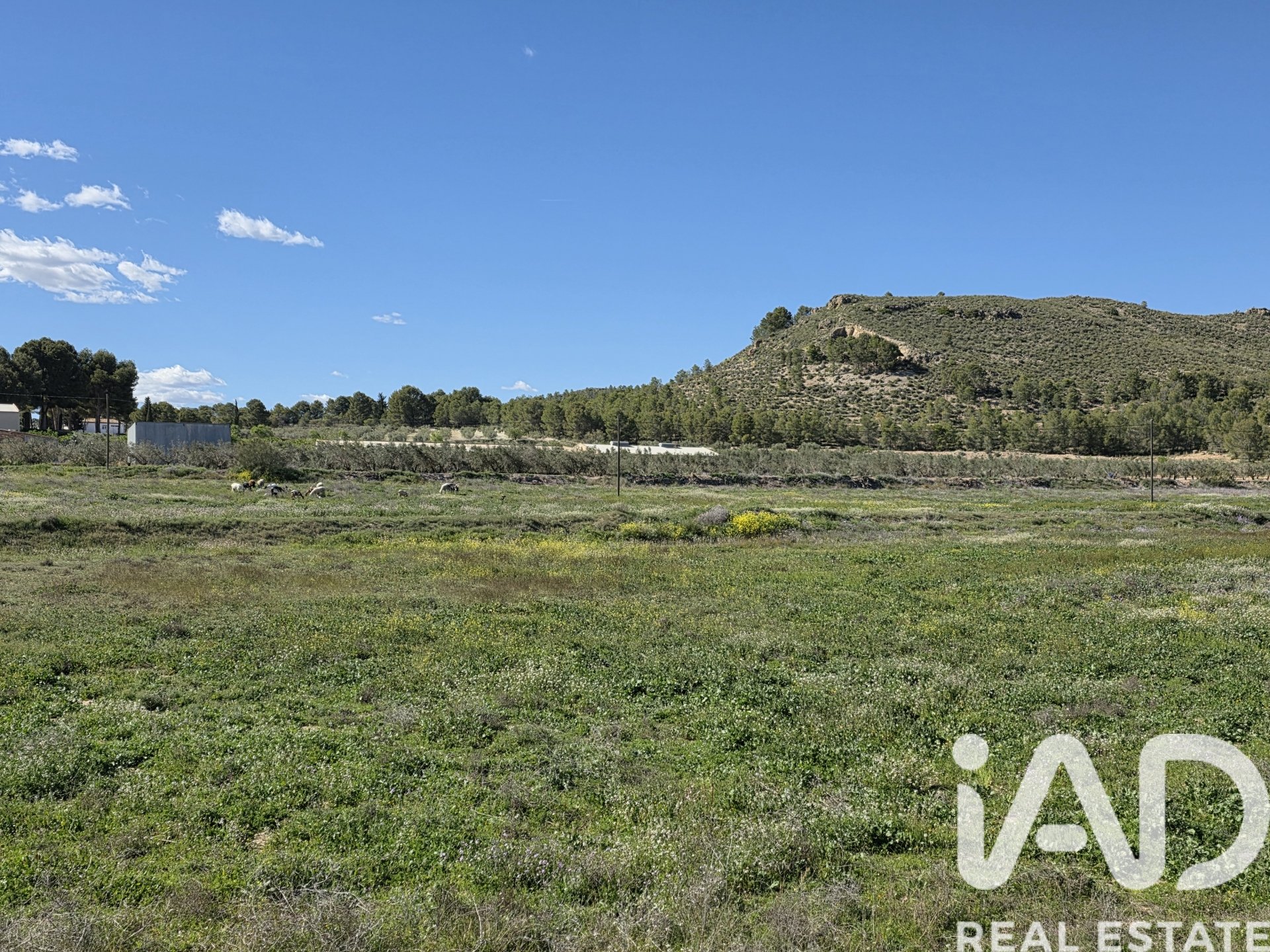 Land plot in Calasparra, Murcia, Spain 38000 sq.m. No. 188430