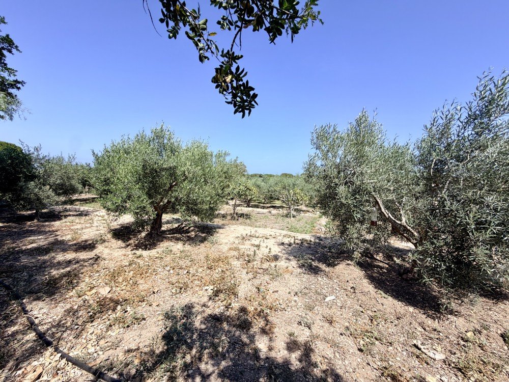 Finca i La Marina, Alicante, Spanien 5 sovrum, 200 kvm. Nr. 189883