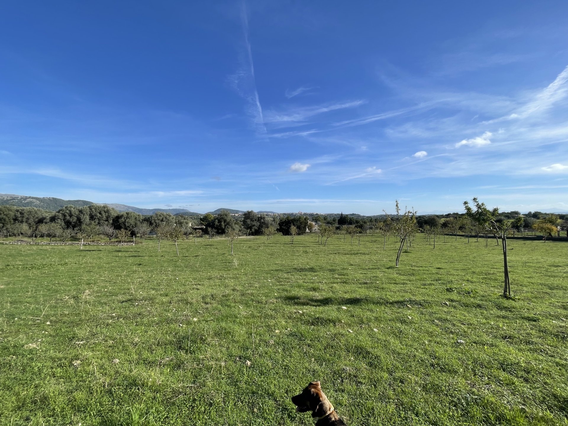 Działka w Moscari, Mallorca, Hiszpania 4 sypialnie, 21675 mkw. nr 143988