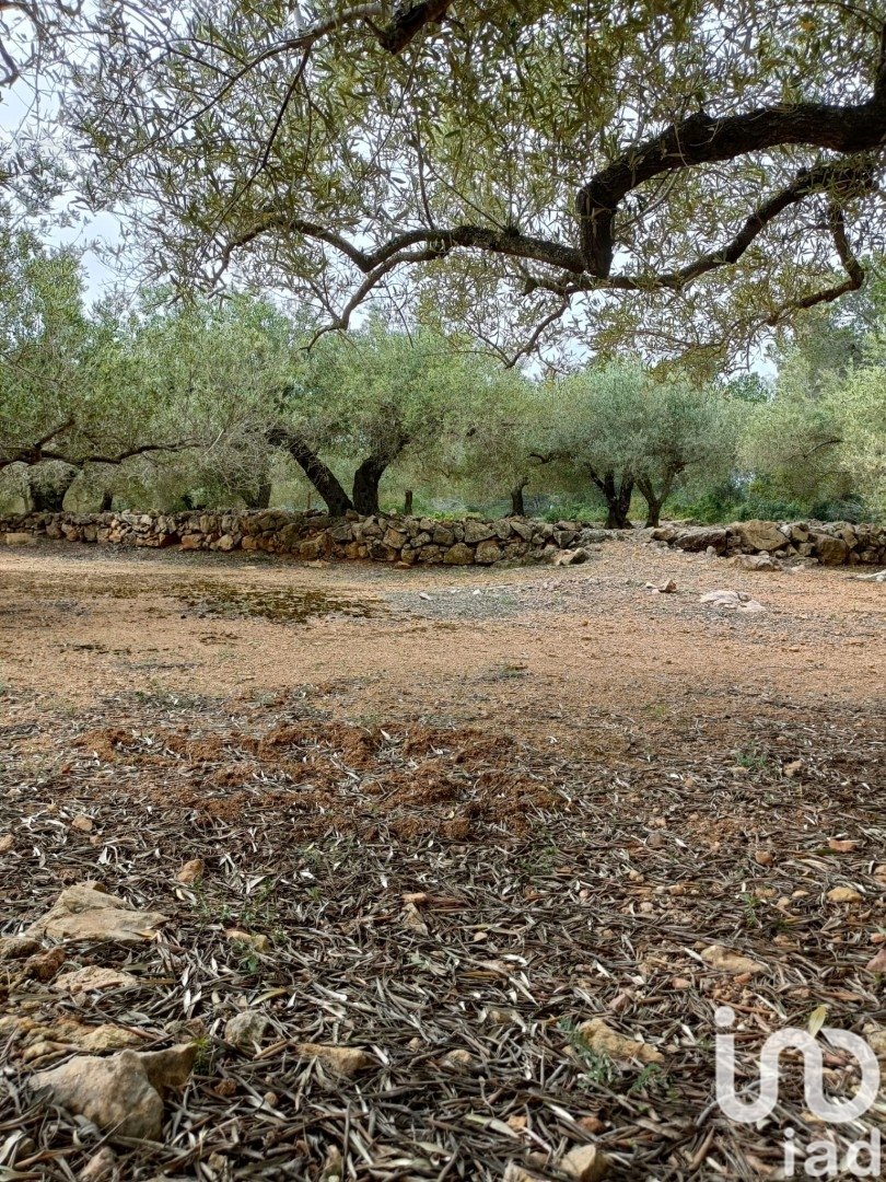 Land plot in El Perello, Tarragona, Spain 3500 sq.m. No. 192247