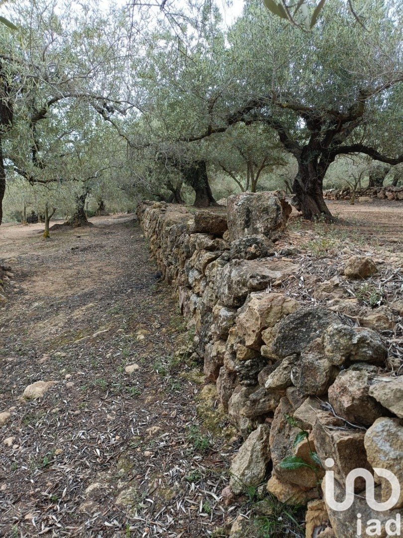 Land plot in El Perello, Tarragona, Spain 3500 sq.m. No. 192247