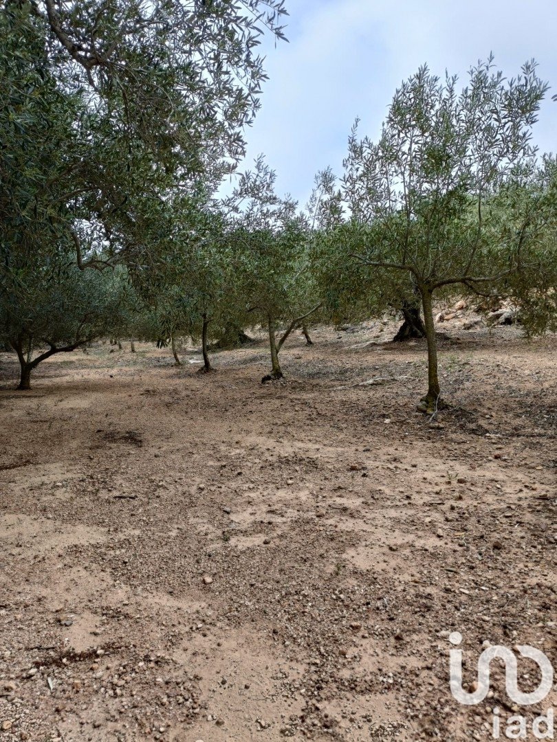 Land plot in El Perello, Tarragona, Spain 3500 sq.m. No. 192247