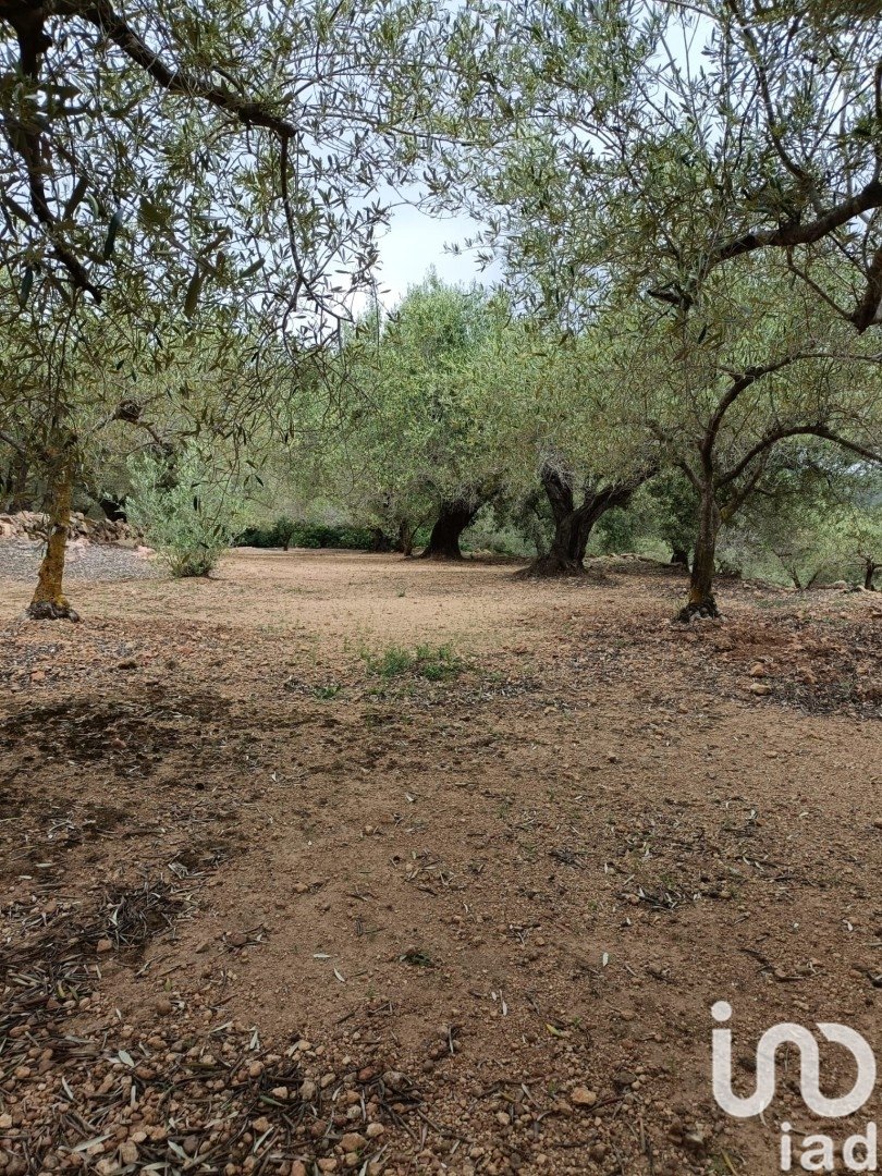 Land plot in El Perello, Tarragona, Spain 3500 sq.m. No. 192247