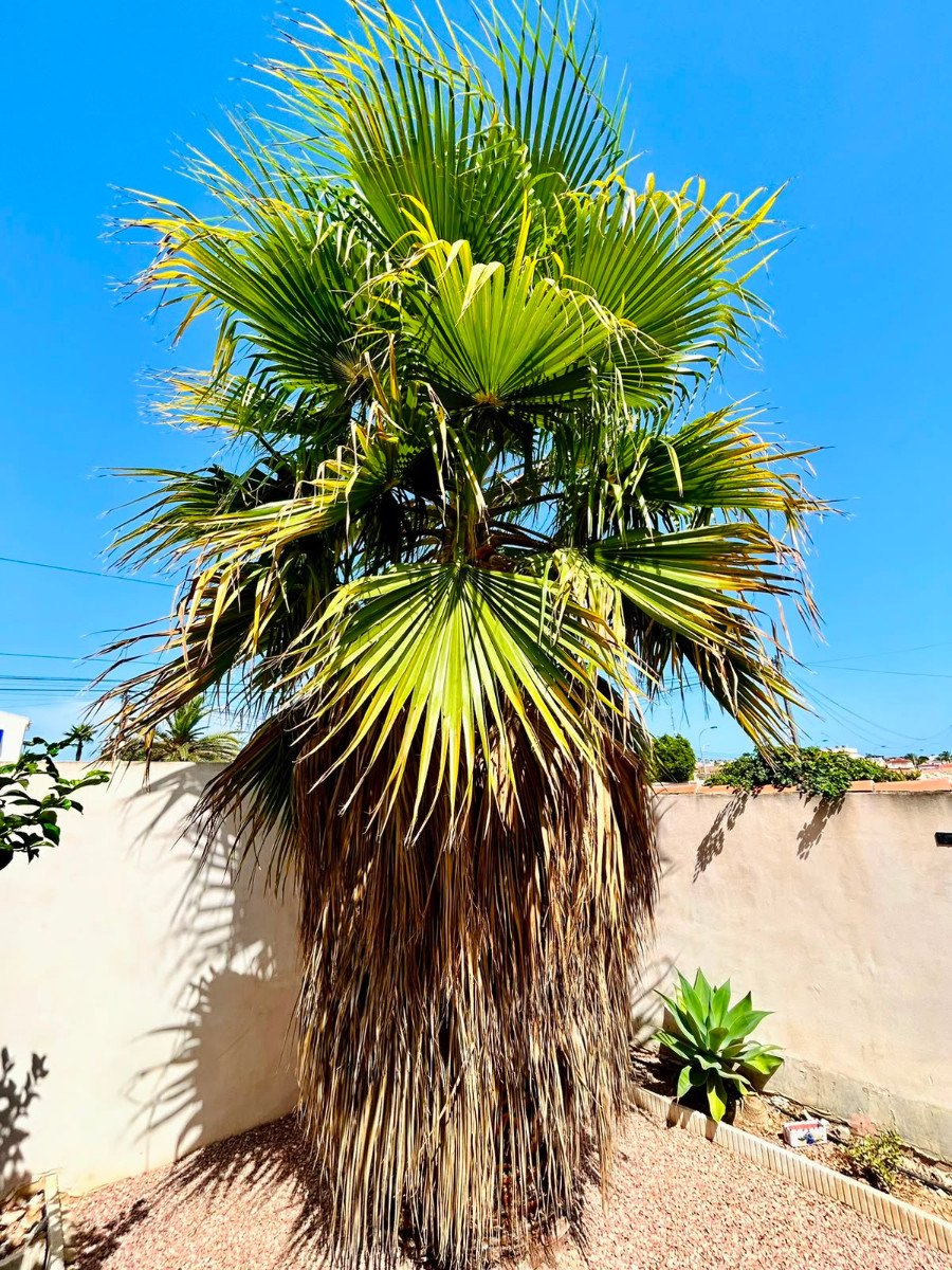 Huvila Torrevieja, Alicante, Espanja 3 makuuhuonetta, 126 m2 No. 193808