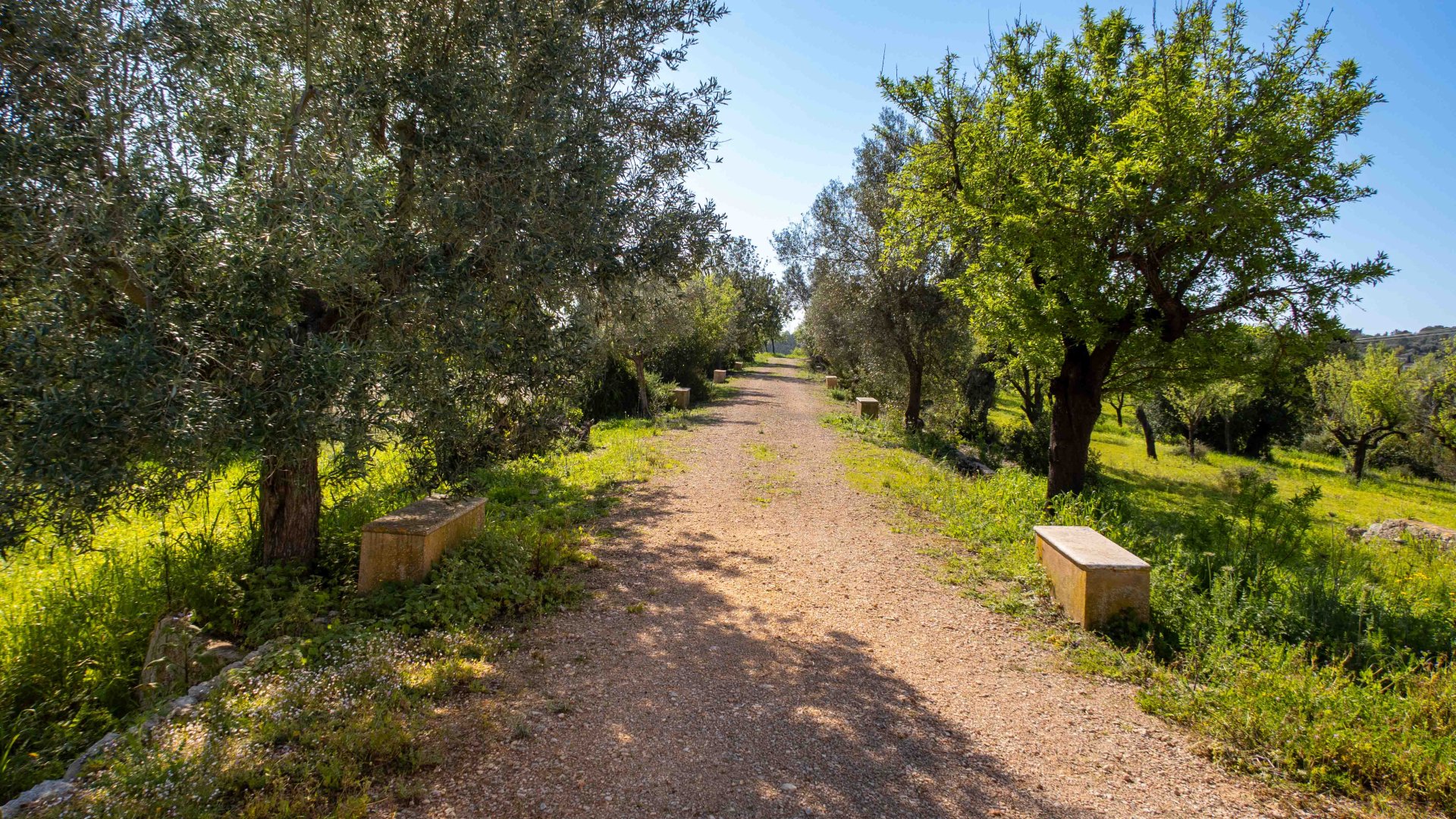 Finca in Establiments, Mallorca, Spain 6 bedrooms, 1065 sq.m. No. 160930