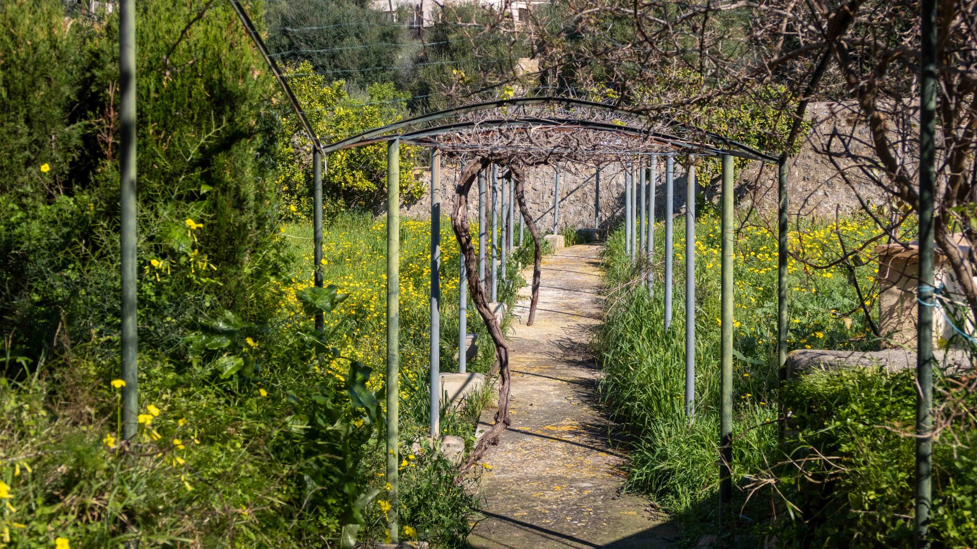 Finca in Establiments, Mallorca, Spain 6 bedrooms, 1065 sq.m. No. 160930