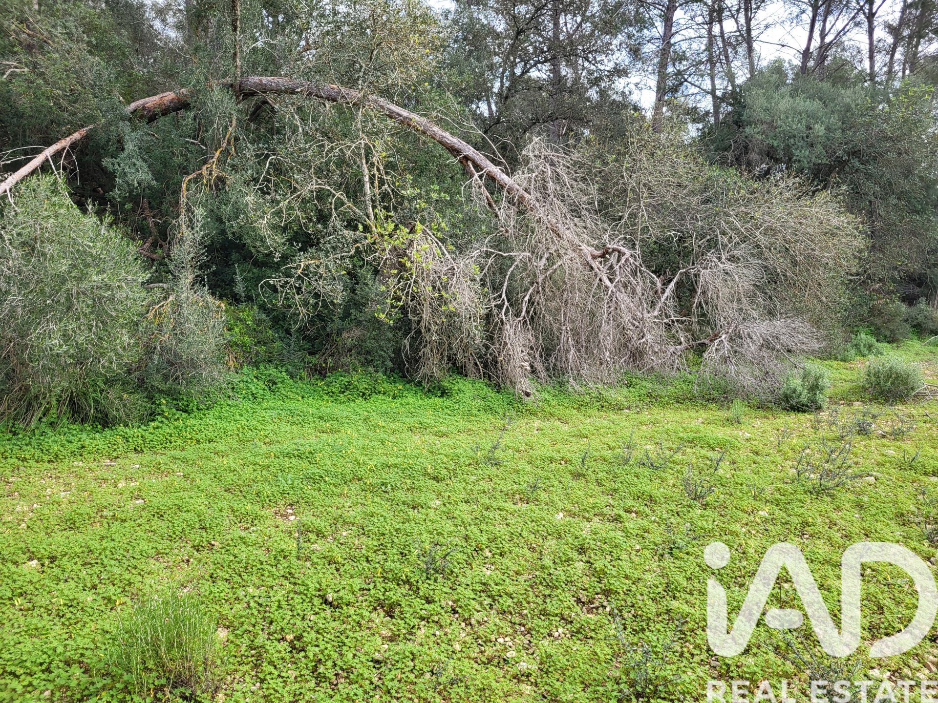 Parcela en Sant Joan, Mallorca, España 11259 m2 No. 185233