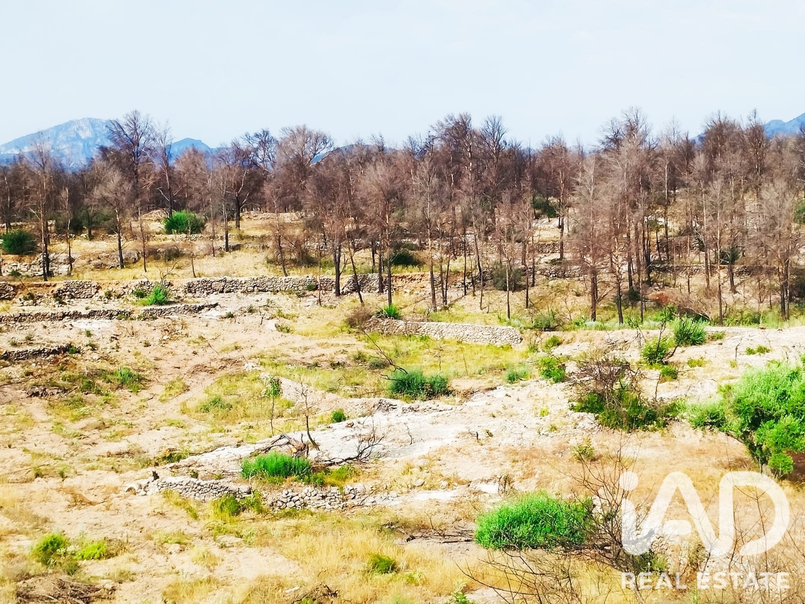 Commercial property in Xerta, Tarragona, Spain No. 187619