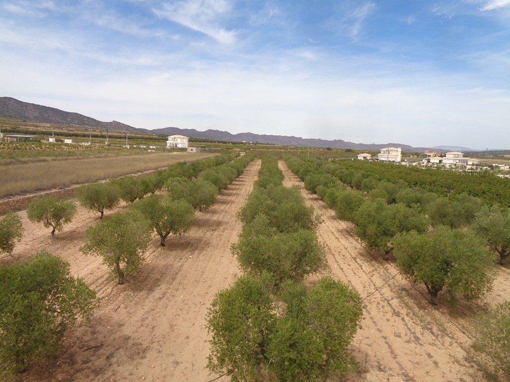 Villa i Pinoso, Alicante, Spanien 4 sovrum, 210 kvm. Nr. 114364