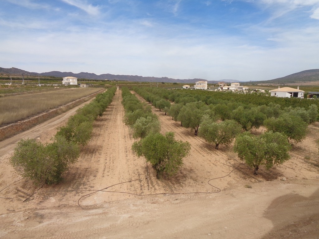 Villa i Pinoso, Alicante, Spanien 4 sovrum, 210 kvm. Nr. 114364