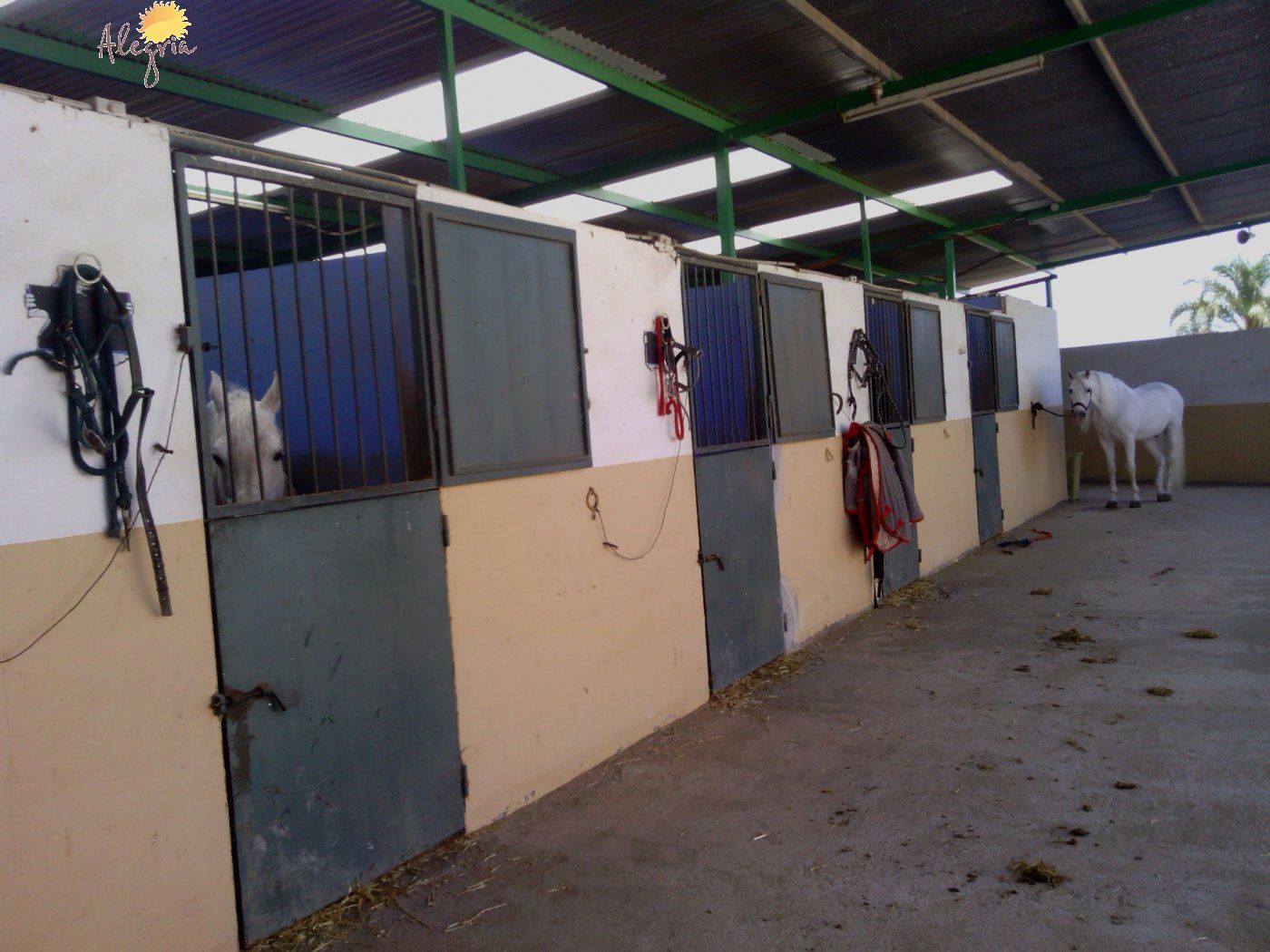 Commercial property in Elche, Alicante, Spain 3 bedrooms, 705 sq.m. No. 164990