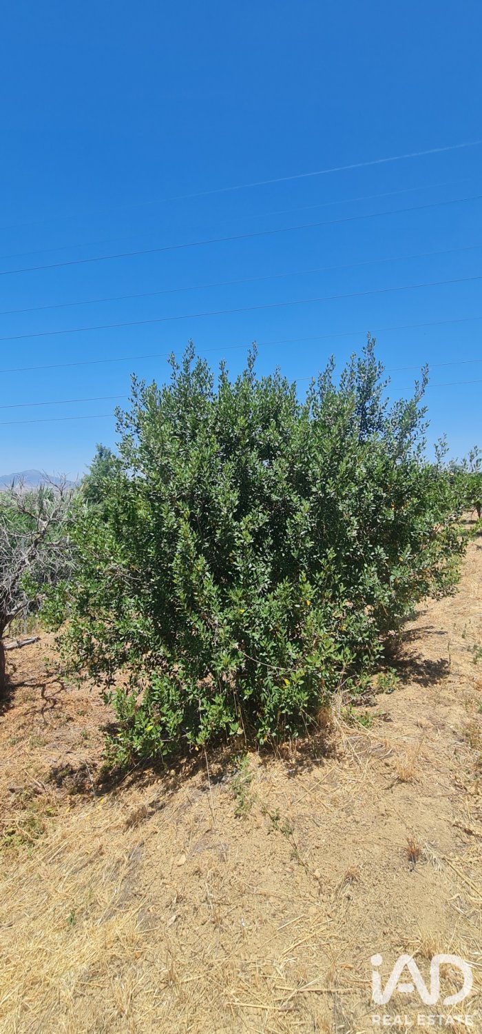 Land plot in Alhaurin el Grande, Malaga, Spain 1103 sq.m. No. 187792