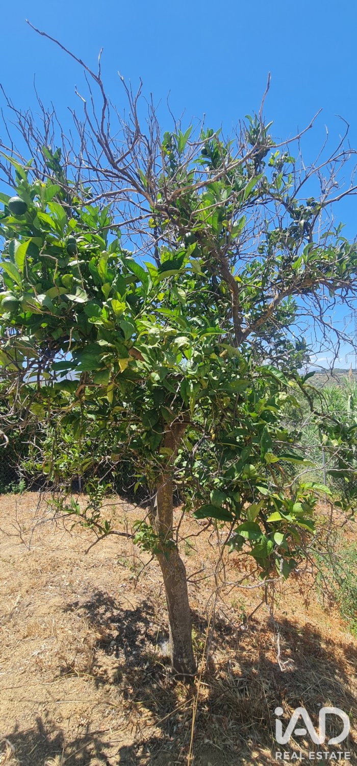 Land plot in Alhaurin el Grande, Malaga, Spain 1103 sq.m. No. 187792