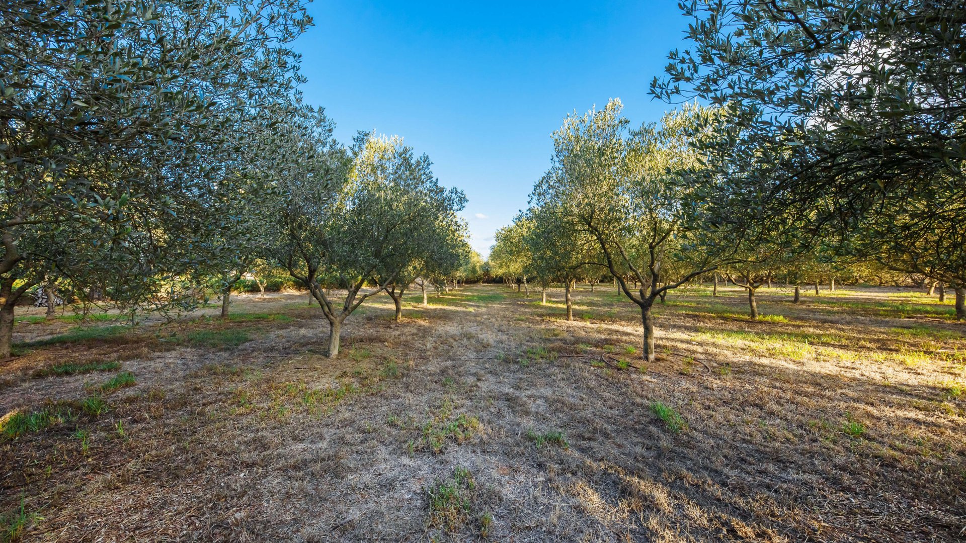 Finca a Campos, Mallorca, Spagna 5 camere da letto, 265 mq. N° 137529