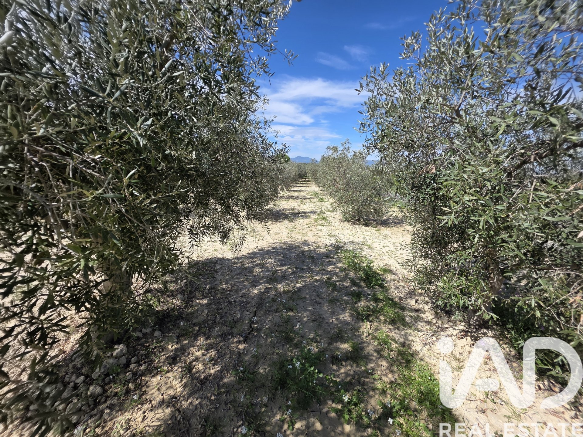 Terreno a Calasparra, Murcia, Spagna 5779 mq. N° 185058
