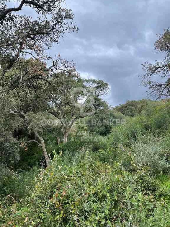 Tomt i Sotogrande, Cadiz, Spanien 2100 kvm. Nr. 159588