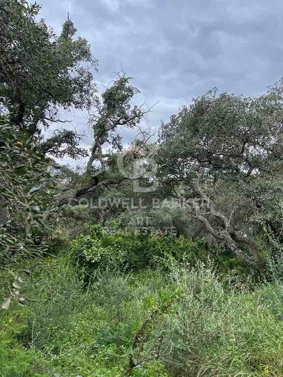 Tomt i Sotogrande, Cadiz, Spanien 2100 kvm. Nr. 159588