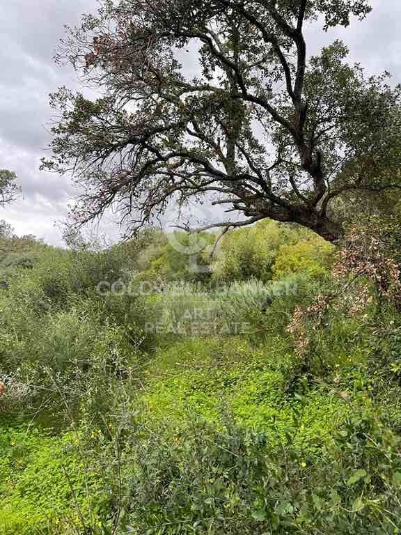 Tomt i Sotogrande, Cadiz, Spanien 2100 kvm. Nr. 159588