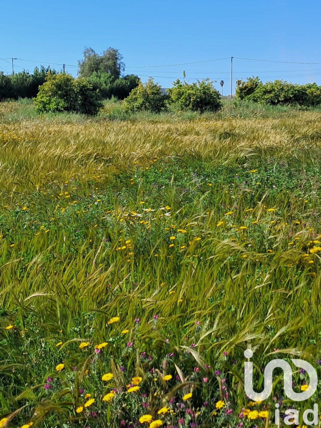 Land plot à Lorca, Murcia, Espagne 3843 m2 No. 185881