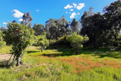 Tomt i Villablanca, Huelva, Spanien 24682 kvm. Nr. 185568