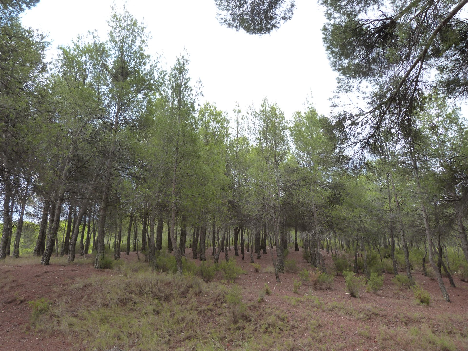 Finca in Ibi, Alicante, Spain 15 bedrooms, 800 sq.m. No. 146564
