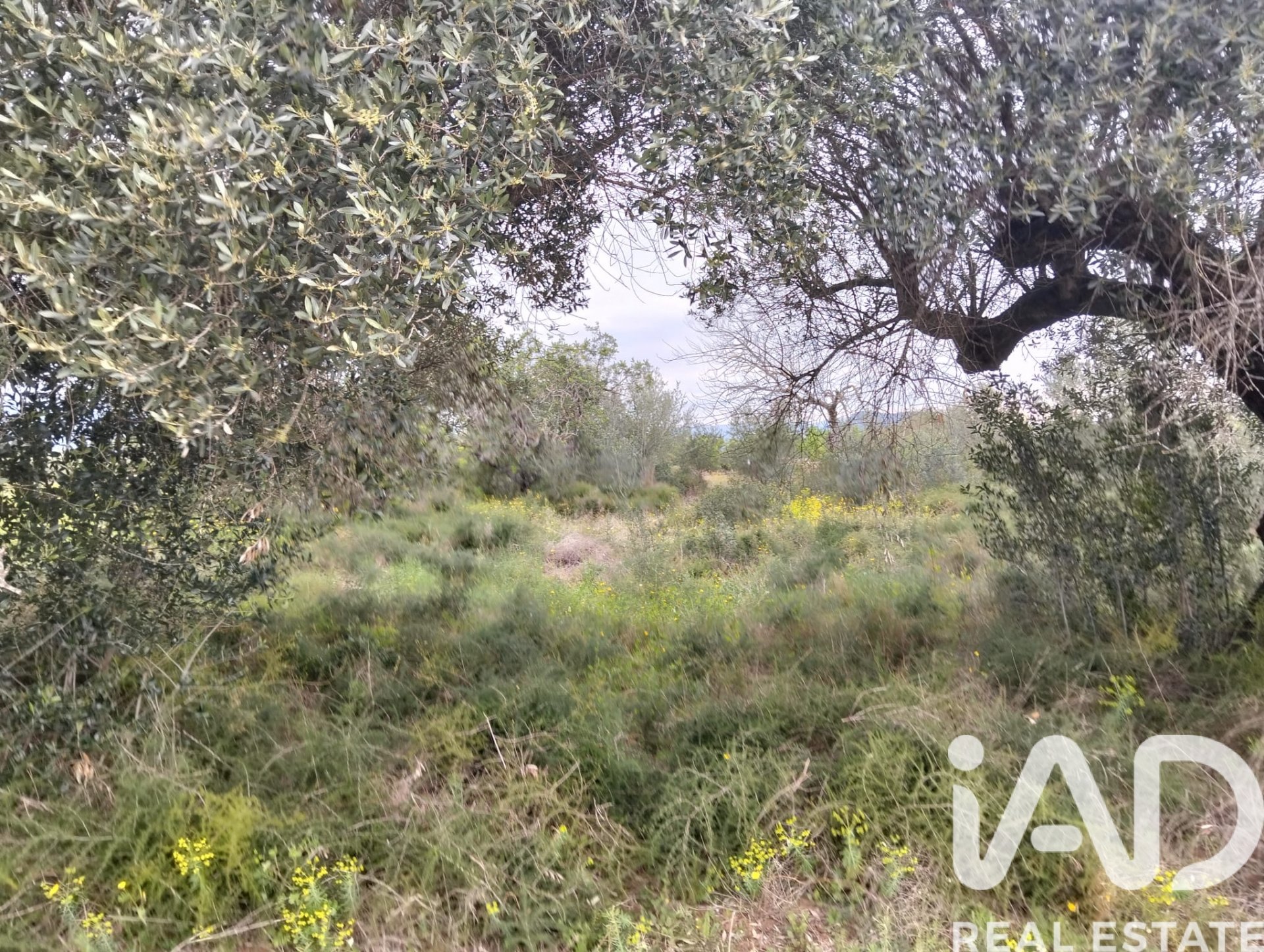 Land plot in Tivenys, Tarragona, Spain 2488 sq.m. No. 185392