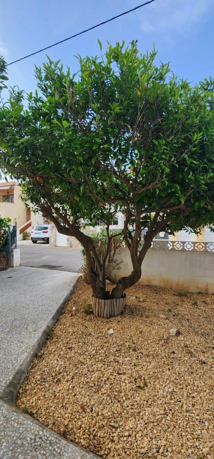 Talo Albir, Alicante, Espanja 3 makuuhuonetta, 183 m2 No. 167646