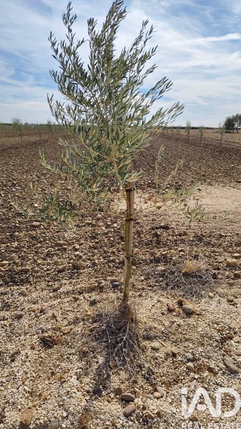 Kommersiell fastighet i Ecija, Seville, Spanien Nr. 152771