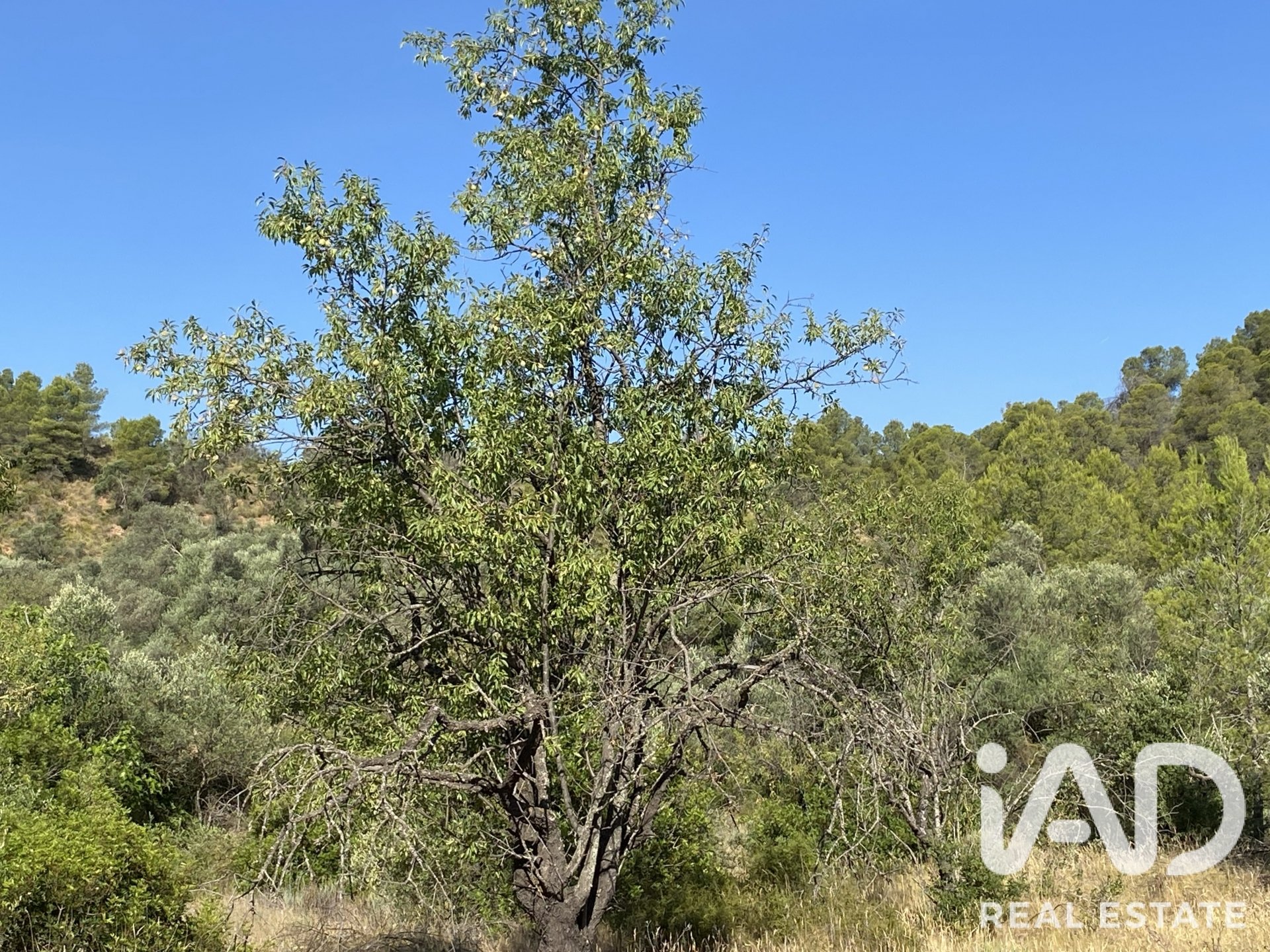 Land plot in Asco, Tarragona, Spain 254243 sq.m. No. 187838