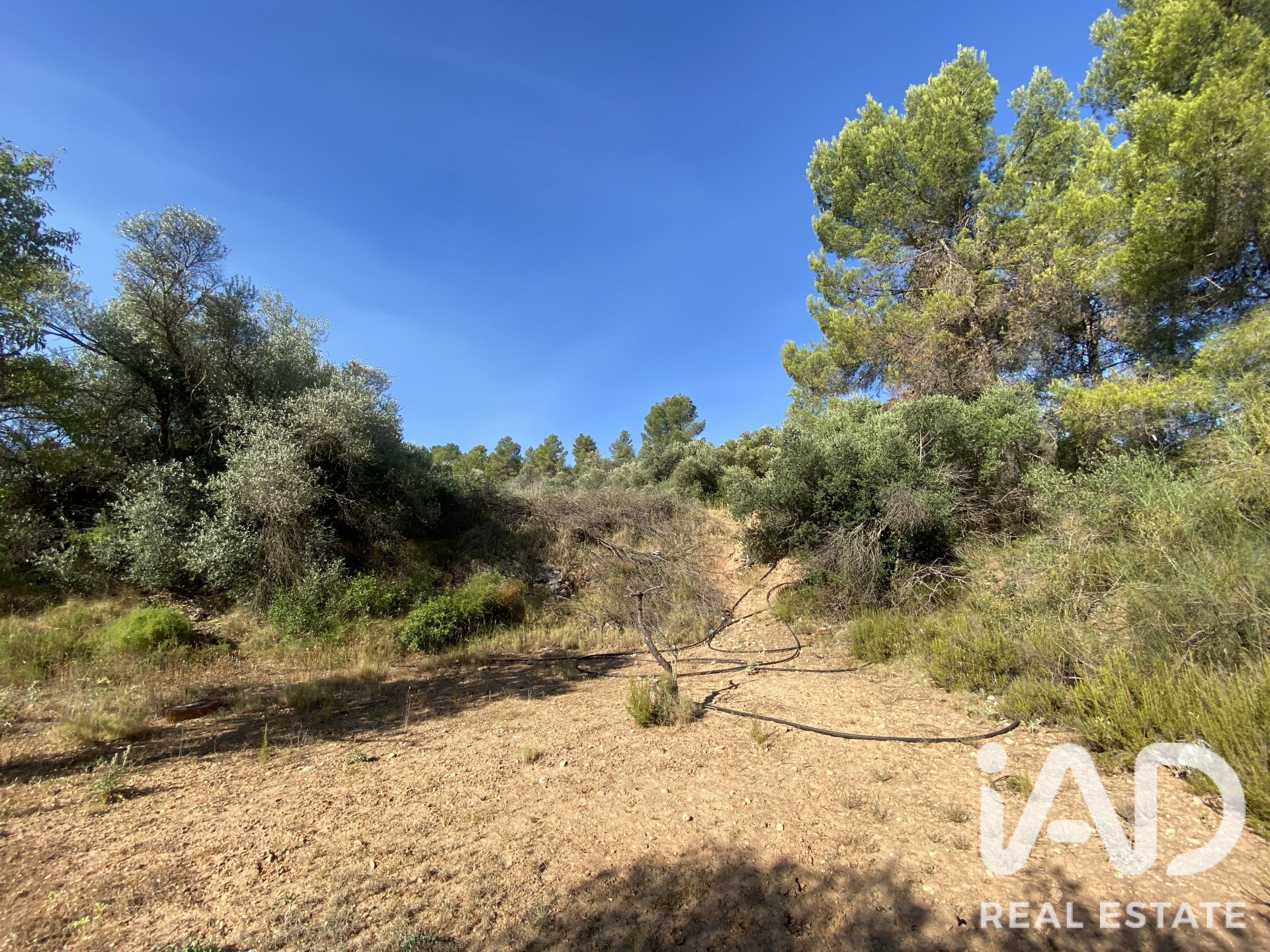 Land plot in Asco, Tarragona, Spain 254243 sq.m. No. 187838