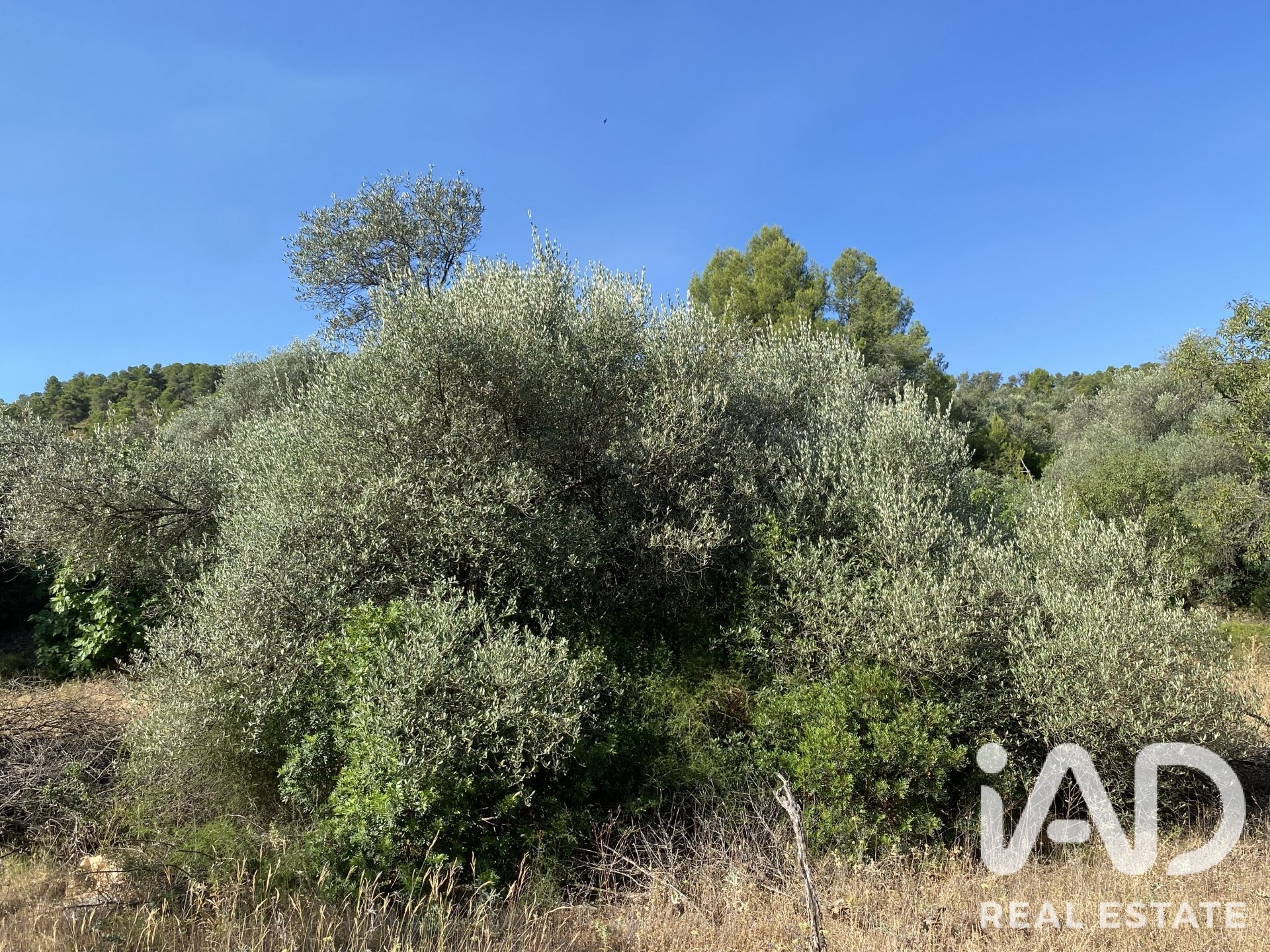 Land plot in Asco, Tarragona, Spain 254243 sq.m. No. 187838