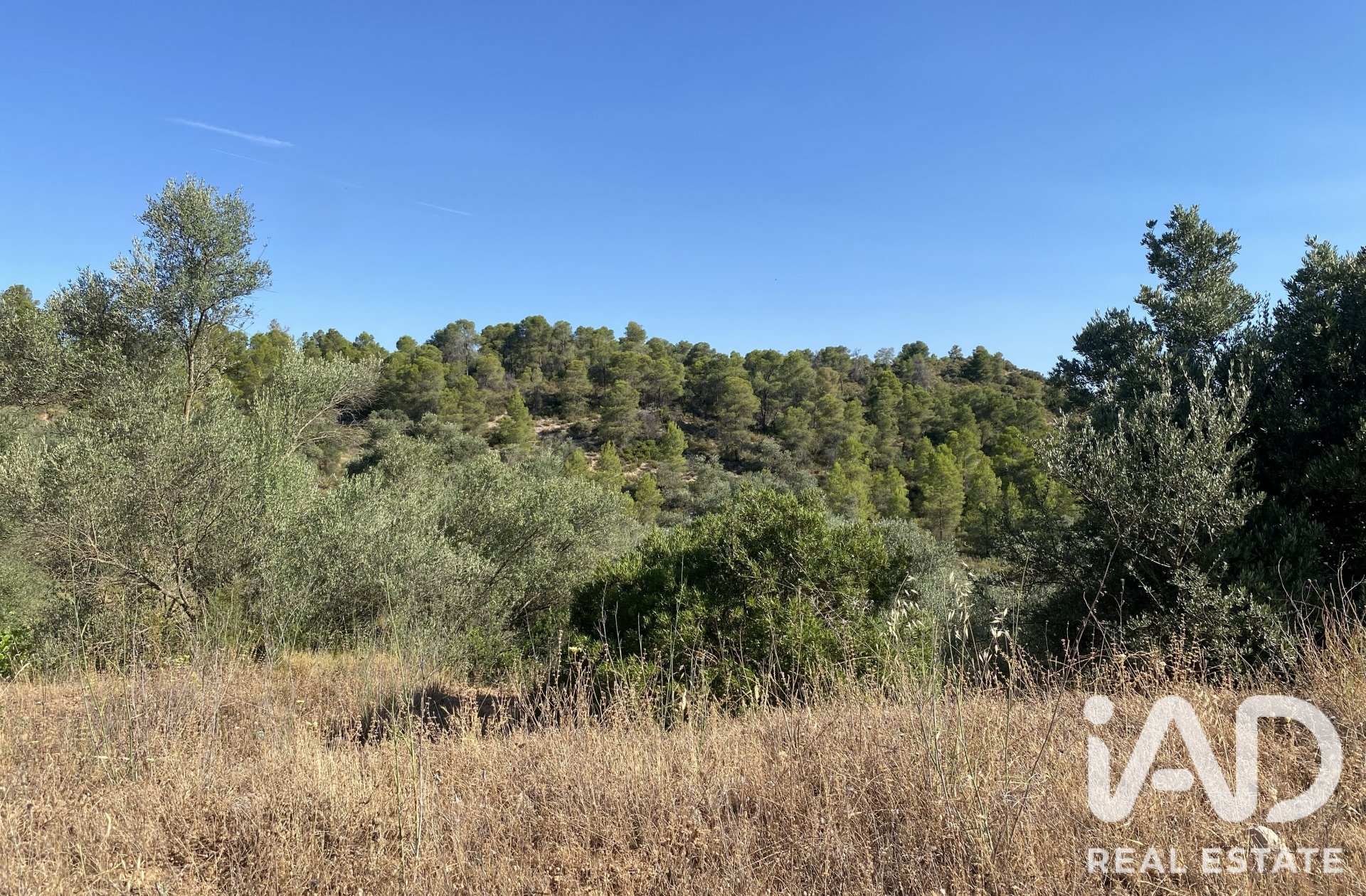 Land plot in Asco, Tarragona, Spain 254243 sq.m. No. 187838