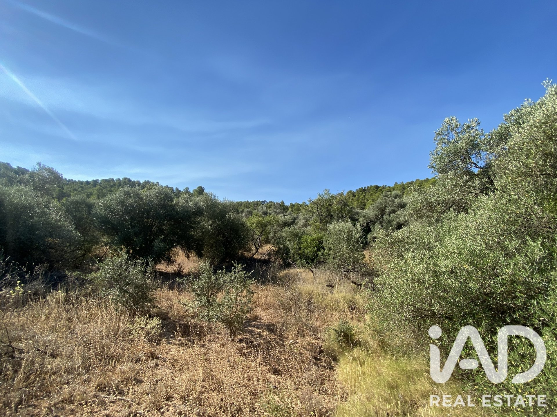 Land plot in Asco, Tarragona, Spain 254243 sq.m. No. 187838