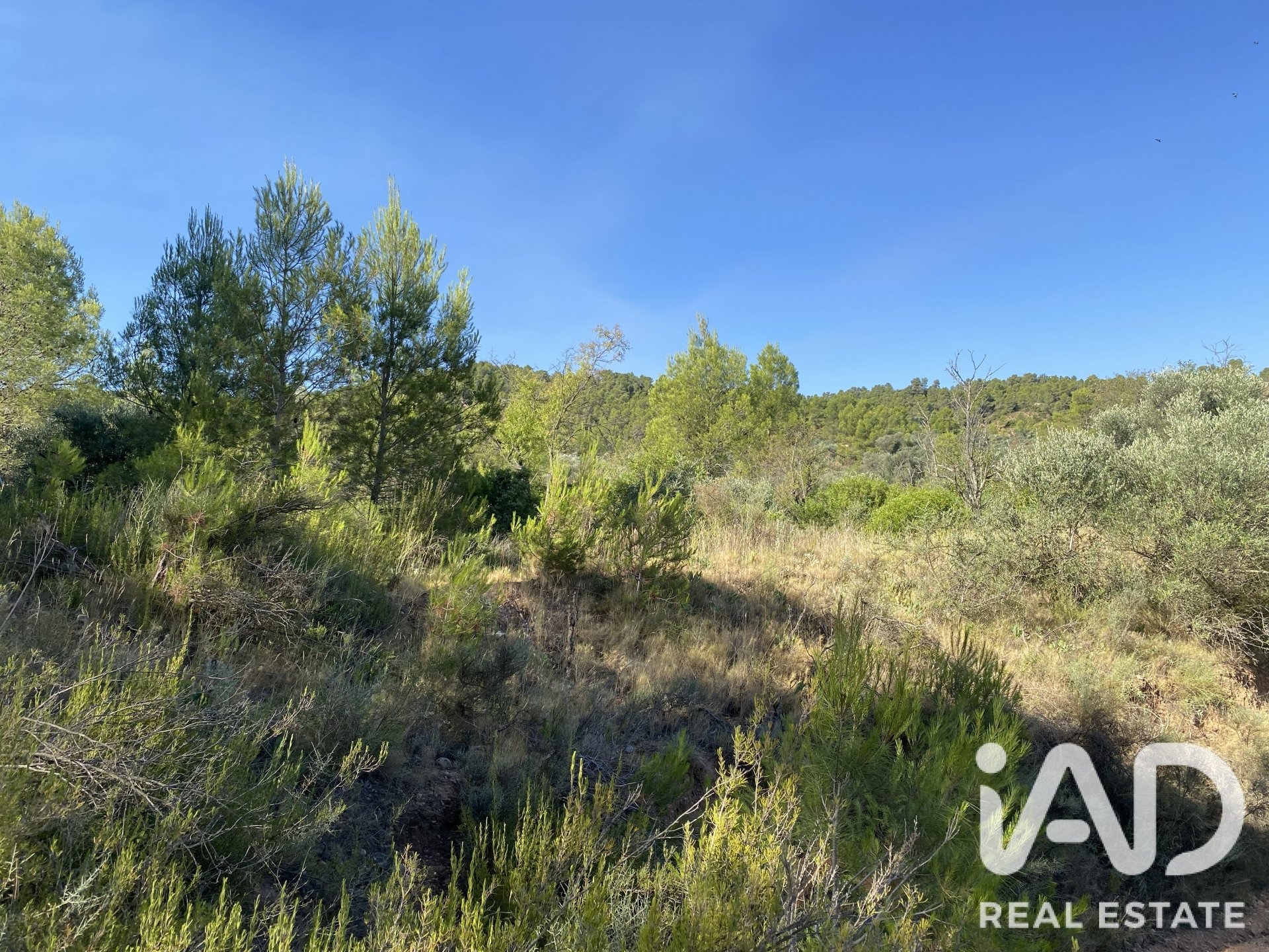 Land plot in Asco, Tarragona, Spain 254243 sq.m. No. 187838