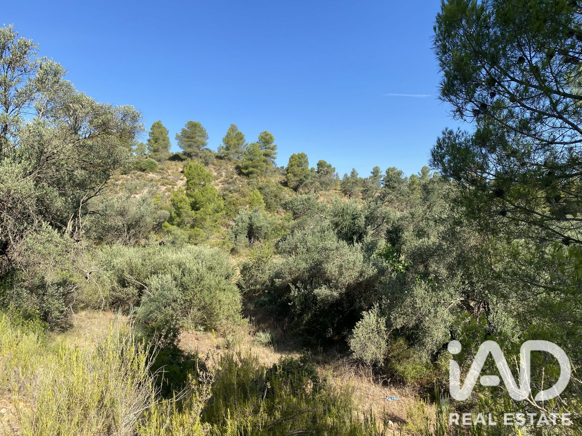 Land plot in Asco, Tarragona, Spain 254243 sq.m. No. 187838