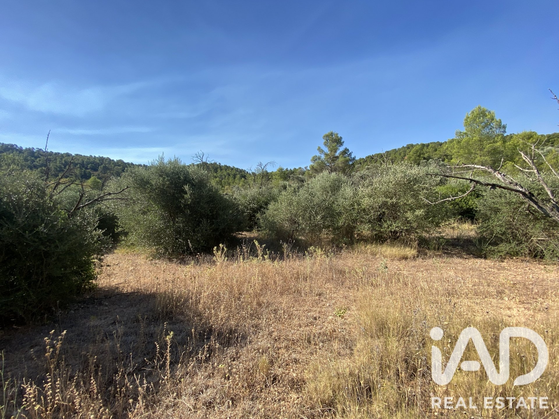 Land plot in Asco, Tarragona, Spain 254243 sq.m. No. 187838