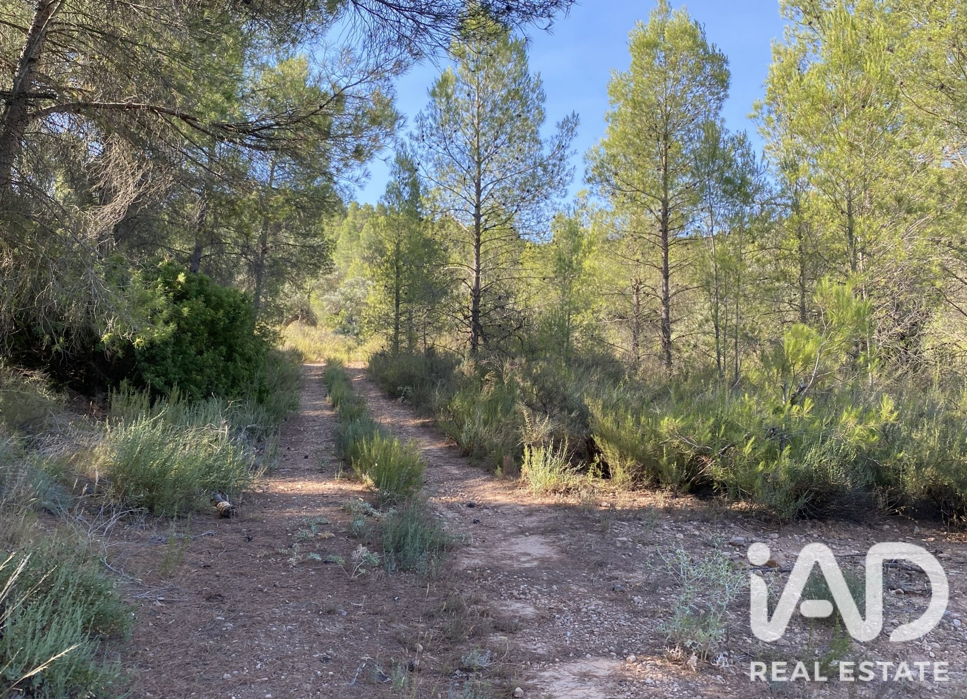 Land plot in Asco, Tarragona, Spain 254243 sq.m. No. 187838
